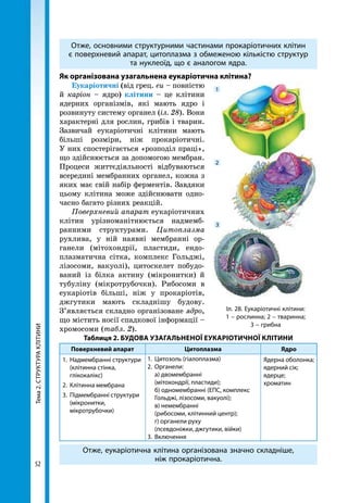 Тема2.СТРУКТУРАКЛІТИНИ
52
Іл. 28. Еукаріотичні клітини:
1 – рослинна; 2 – тваринна;
3 – грибна
1
2
3
Отже, основними структурними частинами прокаріотичних клітин
є поверхневий апарат, цитоплазма з обмеженою кількістю структур
та нуклеоїд, що є аналогом ядра.
Як організована узагальнена еукаріотична клітина?
Еукаріотичні (від грец. eu – повністю
й каріон – ядро) клітини – це клітини
ядерних організмів, які мають ядро і
розвинуту систему органел (іл. 28). Вони
характерні для рослин, грибів і тварин.
Зазвичай еукаріотичні клітини мають
більші розміри, ніж прокаріотичні.
У них спостерігається «розподіл праці»,
що здійснюється за допомогою мембран.
Процеси життєдіяльності відбуваються
всередині мембранних органел, кожна з
яких має свій набір ферментів. Завдяки
цьому клітина може здійснювати одно-
часно багато різних реакцій.
Поверхневий апарат еукаріотичних
клітин урізноманітнюється надмемб-
ранними структурами. Цитоплазма
рухлива, у ній наявні мембранні ор-
ганели (мітохондрії, пластиди, ендо­
плазматична сітка, комплекс Гольджі,
лізосоми, вакуолі), цитоскелет побудо-
ваний із білка актину (мікронитки) й
тубуліну (мікротрубочки). Рибосоми в
еукаріотів більші, ніж у прокаріотів,
джгутики мають складнішу будову.
З’являється складно організоване ядро,
що містить носії спадкової інформації –
хромосоми (табл. 2).
Таблиця 2. БУДОВА УЗАГАЛЬНЕНОЇ ЕУКАРІОТИЧНОЇ КЛІТИНИ
Поверхневий апарат Цитоплазма Ядро
1.	 Надмембранні структури
(клітинна стінка,
глікокалікс)
2.	 Клітинна мембрана
3.	 Підмембранні структури
(мікронитки,
мікротрубочки)
1.	 Цитозоль (гіалоплазма)
2.	Органели:
	 а) двомембранні
(мітохондрії, пластиди);
	 б) одномембранні (ЕПС, комплекс
Гольджі, лізосоми, вакуолі);
	 в) немембранні
(рибосоми, клітинний центр);
	 г) органели руху
(псевдоніжки, джгутики, війки)
3.	Включення
Ядерна оболонка;
ядерний сік;
ядерце;
хроматин
Отже, еукаріотична клітина організована значно складніше,
ніж прокаріотична.
 