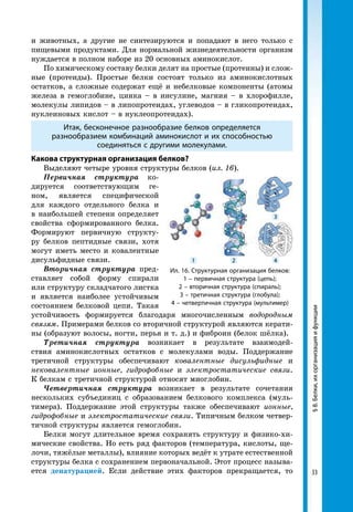 33
§8.Белки,ихорганизацияифункции
и животных, а другие не синтезируются и попадают в него только с
пищевыми продуктами. Для нормальной жизнедеятельности организм
нуждается в полном наборе из 20 основных аминокислот.
По химическому составу белки делят на простые (протеины) и слож-
ные (протеиды). Простые белки состоят только из аминокислотных
остатков, а сложные содержат ещё и небелковые компоненты (атомы
железа в гемоглобине, цинка – в инсулине, магния – в хлорофилле,
молекулы липидов – в липопротеидах, углеводов – в гликопротеидах,
нуклеиновых кислот – в нуклеопротеидах).
Итак, бесконечное разнообразие белков определяется
разнообразием комбинаций аминокислот и их способностью
соединяться с другими молекулами.
Какова структурная организация белков?
Выделяют четыре уровня структуры белков (ил. 16).
Первичная структура ко-
дируется соответствующим ге-
ном, является специфической
для каждого отдельного белка и
в наибольшей степени определяет
свойства сформированного белка.
Формируют первичную структу-
ру белков пептидные связи, хотя
могут иметь место и ковалентные
дисульфидные связи.
Вторичная структура пред-
ставляет собой форму спирали
или структуру складчатого листка
и является наиболее устойчивым
состоянием белковой цепи. Такая
устойчивость формируется благодаря многочисленным водородным
связям. Примерами белков со вторичной структурой являются керати-
ны (образуют волосы, ногти, перья и т. д.) и фиброин (белок шёлка).
Третичная структура возникает в результате взаимодей-
ствия аминокислотных остатков с молекулами воды. Поддержание
третичной структуры обеспечивают ковалентные дисульфидные и
нековалентные ионные, гидрофобные и электростатические связи.
К белкам с третичной структурой относят миоглобин.
Четвертичная структура возникает в результате сочетания
нескольких субъединиц с образованием белкового комплекса (муль-
тимера). Поддержание этой структуры также обеспечивают ионные,
гидрофобные и электростатические связи. Типичным белком четвер-
тичной структуры является гемоглобин.
Белки могут длительное время сохранять структуру и физико-хи-
мические свойства. Но есть ряд факторов (температура, кислоты, ще-
лочи, тяжёлые металлы), влияние которых ведёт к утрате естественной
структуры белка с сохранением первоначальной. Этот процесс называ-
ется денатурацией. Если действие этих факторов прекращается, то
Ил. 16. Структурная организация белков:
1 – первичная структура (цепь);
2 – вторичная структура (спираль);
3 – третичная структура (глобула);
4 – четвертичная структура (мультимер)
1 2 4
3
 