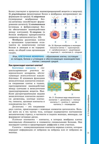 55
белки участвуют в процессах взаимопревращений веществ и энергии);
3) рецепторная (рецепторные белки в мембранах воспринимают ин-
формацию из среды); 4) защитная
(чужеродные мембранные бел-
ки-антигены способствуют форми-
рованию антител); 5) контактная
(углеводы и фибриллярные бел-
ки обеспечивают взаимодействия
между клетками); 6) опорная (к
белкам мембраны прикрепляются
элементы цитоскелета) (ил. 30).
Мембраны различных клеток
и организмов существенно отли-
чаются по химическому составу
белков и липидов и их содержи-
мому, но общий план организации
сходен.
Итак, КЛЕТОЧНАЯ МЕМБРАНА – образование клетки, состоящее
из липидов, белков и углеводов и обеспечивающее взаимодействие
клетки с внешней средой.
Как происходит контакт клеток?
Клеточные контакты – спе­
циа­лизированные участки по­
вер­хностного аппарата, обес­пе­
чивающие межклеточное взаимо­
действие. К основным функциям
межклеточных контактов относят-
ся соединение клеток в тканях,
кратковременное взаимодействие
между клетками и межклеточное
транспортирование веществ. Наи-
более распространёнными видами
межклеточных контактов являют-
ся: десмосомы, плотные контак-
ты, синапсы, щелевые контакты и
плазмодесмы (ил. 31).
Десмосомы – это соединение
двух клеток, происходящее с помощью элементов цитоскелета. Боль-
ше всего их в тех частях тела, которые подвергаются постоянному
механическому стрессу, в частности в гладких мышцах, миокарде, где
формируют вставные диски.
Плотные контакты – контакты, в которых мембраны клеток
максимально сближаются и сшиваются специальными белками. Они
изолируют клетки и предотвращают диффузию в этих участках.
Синапсы – коммуникационные контакты нервных клеток, которые
передают информацию от нейронов на нейроны или от нейронов на
мышцы.
1
4
2
5
3
6
Ил. 30. Функции мембраны в жизнедея-
тельности клетки: 1 – транспортная;
2 – метаболическая; 3 – рецепторная;
4 – защитная; 5 – контактная; 6 – опорная
Ил. 31. Основные виды межклеточных
контактов: 1 – десмосомы; 2 – плотные
контакты; 3 – синапсы; 4 – щелевые
контакты; 5 – плазмодесмы
1
4
2
5
3
§13.Клеточнаямембрана
 