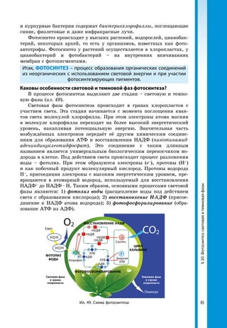 85
§20.Фотосинтез:световаяитемноваяфазы
и пурпурные бактерии содержат бактериохлорофиллы, поглощающие
синие, фиолетовые и даже инфракрасные лучи.
Фотосинтез происходит у высших растений, водорослей, цианобак-
терий, некоторых архей, то есть у организмов, известных как фото-
автотрофы. Фотосинтез у растений осуществляется в хлоропластах, у
цианобактерий и фотобактерий – на внутренних впячиваниях
мембран с фотопигментами.
Итак, ФОТОСИНТЕЗ – процесс образования органических соединений
из неорганических с использованием световой энергии и при участии
фотосинтезирующих пигментов.
Каковы особенности световой и темновой фаз фотосинтеза?
В процессе фотосинтеза выделяют две стадии – световую и темно-
вую фазы (ил. 49).
Световая фаза фотосинтеза происходит в гранах хлоропластов с
участием света. Эта стадия начинается с момента поглощения кван-
тов света молекулой хлорофилла. При этом электроны атома магния
в молекуле хлорофилла переходят на более высокий энергетический
уровень, накапливая потенциальную энергию. Значительная часть
возбуждённых электронов передаёт её другим химическим соедине-
ниям для образования АТФ и восстановления НАДФ (никотинамид­
адениндинуклеотидфосфат). Это соединение с таким длинным
названием является универсальным биологическим переносчиком во-
дорода в клетке. Под действием света происходит процесс разложения
воды – фотолиз. При этом образуются электроны (е–
), протоны (Н+
)
и как побочный продукт молекулярный кислород. Протоны водорода
Н+
, присоединяя электроны с высоким энергетическим уровнем, пре­
вращаются в атомарный водород, используемый для восстановления
НАДФ+
до НАДФ · Н. Таким образом, основными процессами световой
фазы являются: 1) фотолиз воды (расщепление воды под действием
света с образованием кислорода); 2) восстановление НАДФ (присое-
динение к НАДФ атома водорода); 3) фотофосфорилирование (обра-
зование АТФ из АДФ).
Световая фаза
в гранах
хлоропласта
ФОТОЛИЗ
ВОДЫ
ФОТОФОСФОРИЛИРОВАНИЕ
Темновая фаза
в строме
хлоропласта
Глюкоза
Ил. 49. Схема фотосинтеза
ЦИКЛ
КАЛЬВИНА
ВОССТАНОВЛЕНИЕ НАДФ
Свет
О2
CО2
НОН
НОН
Хлорофил
Синтез
Энергия
АТФ
НАДФ
Н
Р
Н
Н
Р
РР
Р
Р
Р +
НАДФ
НАДФ
НАДФ
АТФ
АТФ
АДФ
АДФ
РР
Р
РР
 