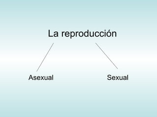 La reproducción Asexual    Sexual 