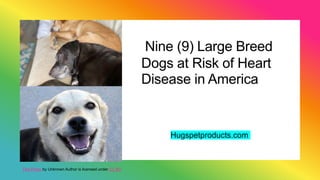 Nine (9) Large Breed
Dogs at Risk of Heart
Disease in America
Hugspetproducts.com
This Photo by Unknown Author is licensed under CC BY
 