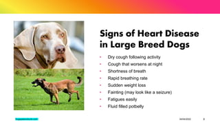What Dog Breeds Are Prone To Heart Disease