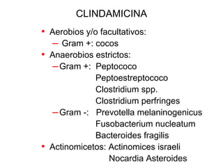 CLINDAMICINA Aerobios y/o facultativos: Gram +: cocos Anaerobios estrictos:  Gram +:  Peptococo Peptoestreptococo  Clostridium spp. Clostridium perfringes Gram -:  Prevotella melaninogenicus Fusobacterium nucleatum Bacteroides fragilis Actinomicetos: Actinomices israeli Nocardia Asteroides 