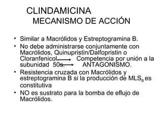 CLINDAMICINA  MECANISMO DE ACCIÓN Similar a Macrólidos y Estreptogramina B. No debe administrarse conjuntamente con Macrólidos, Quinupristin/Dalfopristin o Cloranfenicol.  Competencia por unión a la subunidad  50s.  ANTAGONISMO. Resistencia cruzada con Macrólidos y estreptogramina B si la producción de MLS B  es constitutiva NO es sustrato para la bomba de eflujo de Macrólidos. 