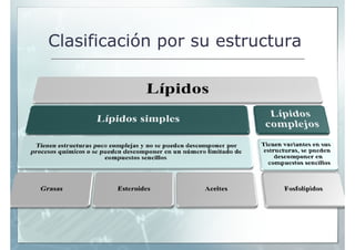 Clasificación por su estructura
 