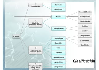 1
                                   Saturados
            Ácidos grasos

                                  Insaturados
                                                   Monoacilglilcéridos


                                    Neutros          Diacilglicéridos

                   2                                Triacilglicéridos
              Glicéridos
          (contienen glicerol)
                                                        Lecitinas
                                 Fosfoglicéridos
                                                        Cefalinas


                                                    Esfingomielinas
Lípidos
                                 Esfingolípidos
                                                      Cerebrósidos
                                   Esteroides
                                                      Gangliósidos
                  3                  Ceras
           Lípidos que no
          contienen glicerol
                                   Terpenos


                                 Prostaglandinas

                                 Lipoproteínas
                  4
          Complejos (unidos
            a otro tipo de       Glicoproteínas
             moléculas)
 
