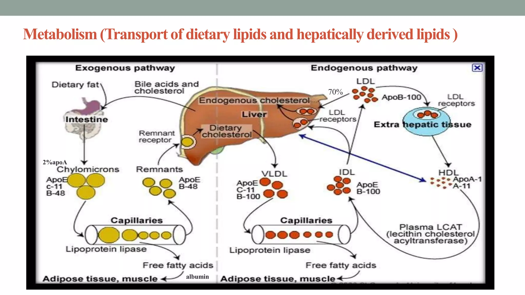 lipoproteins and its metabolism | PPTX