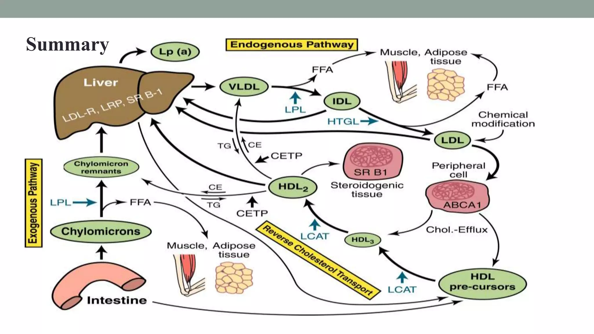 lipoproteins and its metabolism | PPTX