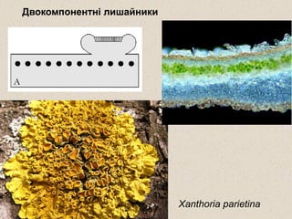 Двокомпонентні лишайники
Xanthoria parietina
 