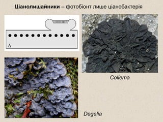 Ціанолишайники – фотобіонт лише ціанобактерія
Collema
Degelia
 