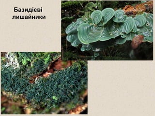 Базидієві
лишайники
 