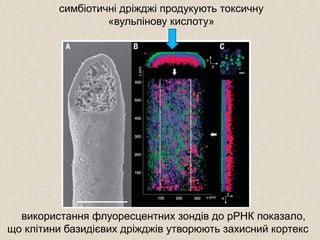 використання флуоресцентних зондів до рРНК показало,
що клітини базидієвих дріжджів утворюють захисний кортекс
симбіотичні дріжджі продукують токсичну
«вульпінову кислоту»
 