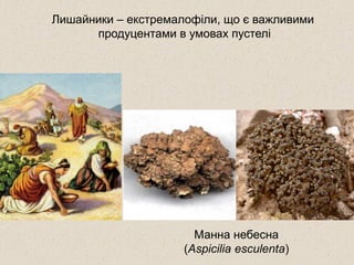 Манна небесна
(Aspicilia esculenta)
Лишайники – екстремалофіли, що є важливими
продуцентами в умовах пустелі
 