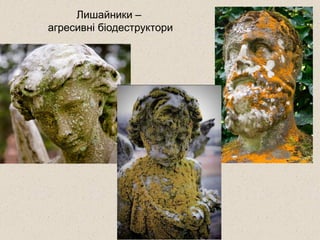 Лишайники –
агресивні біодеструктори
 