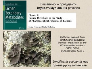 Лишайники – продуценти
імуностимулюючих речовин
Umbilicaria esculenta має
противірусну активність
β-Glucan isolated from
Umbilicaria esculenta
induced expression of the
DC maturation markers
CD80, CD86,
and MHC class I and II
 