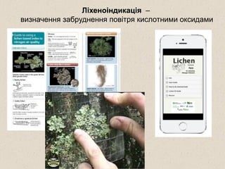 Ліхеноіндикація –
визначення забруднення повітря кислотними оксидами
 
