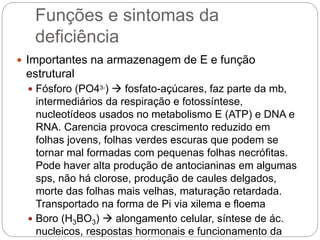 Funções e sintomas da
deficiência
 Importantes na armazenagem de E e função
estrutural
 Fósforo (PO43-)  fosfato-açúcares, faz parte da mb,
intermediários da respiração e fotossíntese,
nucleotídeos usados no metabolismo E (ATP) e DNA e
RNA. Carencia provoca crescimento reduzido em
folhas jovens, folhas verdes escuras que podem se
tornar mal formadas com pequenas folhas necrófitas.
Pode haver alta produção de antocianinas em algumas
sps, não há clorose, produção de caules delgados,
morte das folhas mais velhas, maturação retardada.
Transportado na forma de Pi via xilema e floema
 Boro (H3BO3)  alongamento celular, síntese de ác.
nucleicos, respostas hormonais e funcionamento da
 