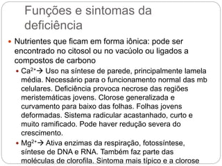 Funções e sintomas da
deficiência
 Nutrientes que ficam em forma iônica: pode ser
encontrado no citosol ou no vacúolo ou ligados a
compostos de carbono
 Ca2+ Uso na síntese de parede, principalmente lamela
média. Necessário para o funcionamento normal das mb
celulares. Deficiência provoca necrose das regiões
meristemáticas jovens. Clorose generalizada e
curvamento para baixo das folhas. Folhas jovens
deformadas. Sistema radicular acastanhado, curto e
muito ramificado. Pode haver redução severa do
crescimento.
 Mg2+ Ativa enzimas da respiração, fotossíntese,
síntese de DNA e RNA. Também faz parte das
moléculas de clorofila. Sintoma mais típico e a clorose
 