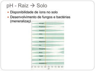 pH - Raiz  Solo
 Disponibilidade de íons no solo
 Desenvolvimento de fungos e bactérias
(meneralização)
 