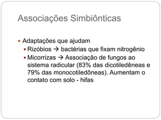 Associações Simbiônticas
 Adaptações que ajudam
 Rizóbios  bactérias que fixam nitrogênio
 Micorrizas  Associação de fungos ao
sistema radicular (83% das dicotiledêneas e
79% das monocotiledôneas). Aumentam o
contato com solo - hifas
 
