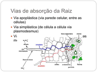 Vias de absorção da Raiz
 Via apoplástica (via parede celular, entre as
células)
 Via simplástica (de célula a célula via
plasmodesmus)
 Via transmembrana (atravessa ao menos duas
membranas para cada célula)
 