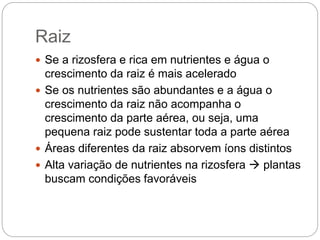 Raiz
 Se a rizosfera e rica em nutrientes e água o
crescimento da raiz é mais acelerado
 Se os nutrientes são abundantes e a água o
crescimento da raiz não acompanha o
crescimento da parte aérea, ou seja, uma
pequena raiz pode sustentar toda a parte aérea
 Áreas diferentes da raiz absorvem íons distintos
 Alta variação de nutrientes na rizosfera  plantas
buscam condições favoráveis
 