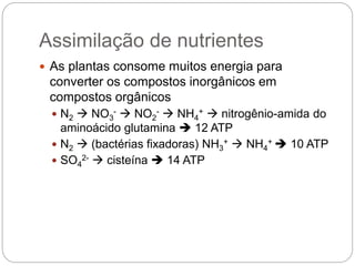Assimilação de nutrientes
 As plantas consome muitos energia para
converter os compostos inorgânicos em
compostos orgânicos
 N2  NO3
-  NO2
-  NH4
+  nitrogênio-amida do
aminoácido glutamina  12 ATP
 N2  (bactérias fixadoras) NH3
+  NH4
+  10 ATP
 SO4
2-  cisteína  14 ATP
 