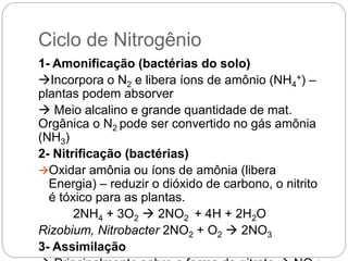 Ciclo de Nitrogênio
1- Amonificação (bactérias do solo)
Incorpora o N2 e libera íons de amônio (NH4
+) –
plantas podem absorver
 Meio alcalino e grande quantidade de mat.
Orgânica o N2 pode ser convertido no gás amônia
(NH3)
2- Nitrificação (bactérias)
Oxidar amônia ou íons de amônia (libera
Energia) – reduzir o dióxido de carbono, o nitrito
é tóxico para as plantas.
2NH4 + 3O2  2NO2 + 4H + 2H2O
Rizobium, Nitrobacter 2NO2 + O2  2NO3
3- Assimilação
 
