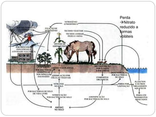 Perda
Nitrato
reduzido a
formas
voláteis
 