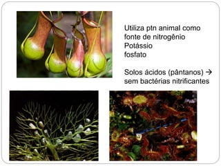 Utiliza ptn animal como
fonte de nitrogênio
Potássio
fosfato
Solos ácidos (pântanos) 
sem bactérias nitrificantes
 