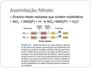 Assimilação Nitrato
 Enzima nitrato redutase que contém molibidênio
 NO3
- + NAD(P) + H+  NO2
-+NAD(P)+ + H2O
 