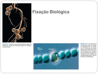 Fixação Biológica
 