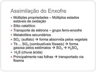 Assimilação do Enxofre
 Múltiplas propriedades – Múltiplos estados
estáveis de oxidação
 Sítio catalítico
 Transporte de elétrons – grupo ferro-enxofre
 Metabólitos secundários
 SO4
- (sulfato)  forma absorvida pelos vegetais
 Tb ... SO2 (combustíveis fósseis)  forma
gasosa pelos estômatos  SO3  H2SO4
 H2S (chuva ácida)
 Principalmente nas folhas  transportado via
floema
 