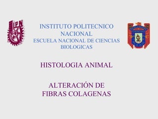 INSTITUTO POLITECNICO
NACIONAL
ESCUELA NACIONAL DE CIENCIAS
BIOLOGICAS
HISTOLOGIA ANIMAL
ALTERACIÓN DE
FIBRAS COLAGENAS
 