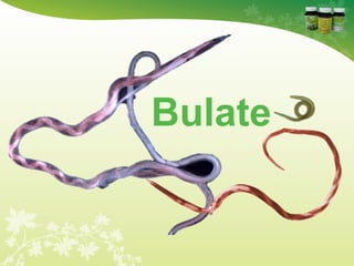 Bulate
 