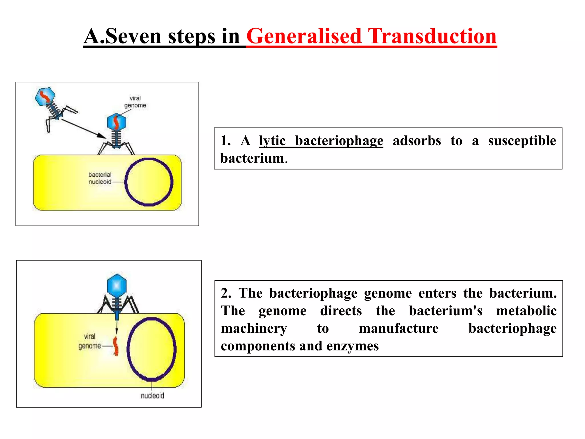 Mechanism of Recombination in Prokaryotes and Eukaryotes FINAL.pptx