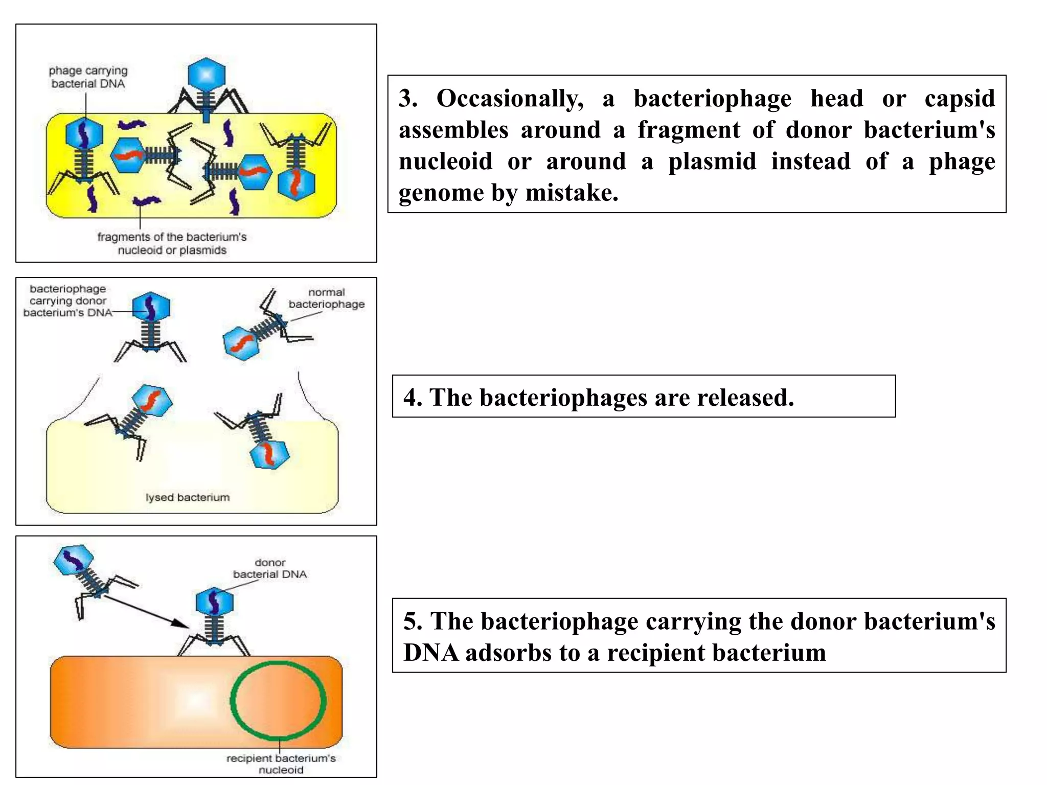Mechanism of Recombination in Prokaryotes and Eukaryotes FINAL.pptx