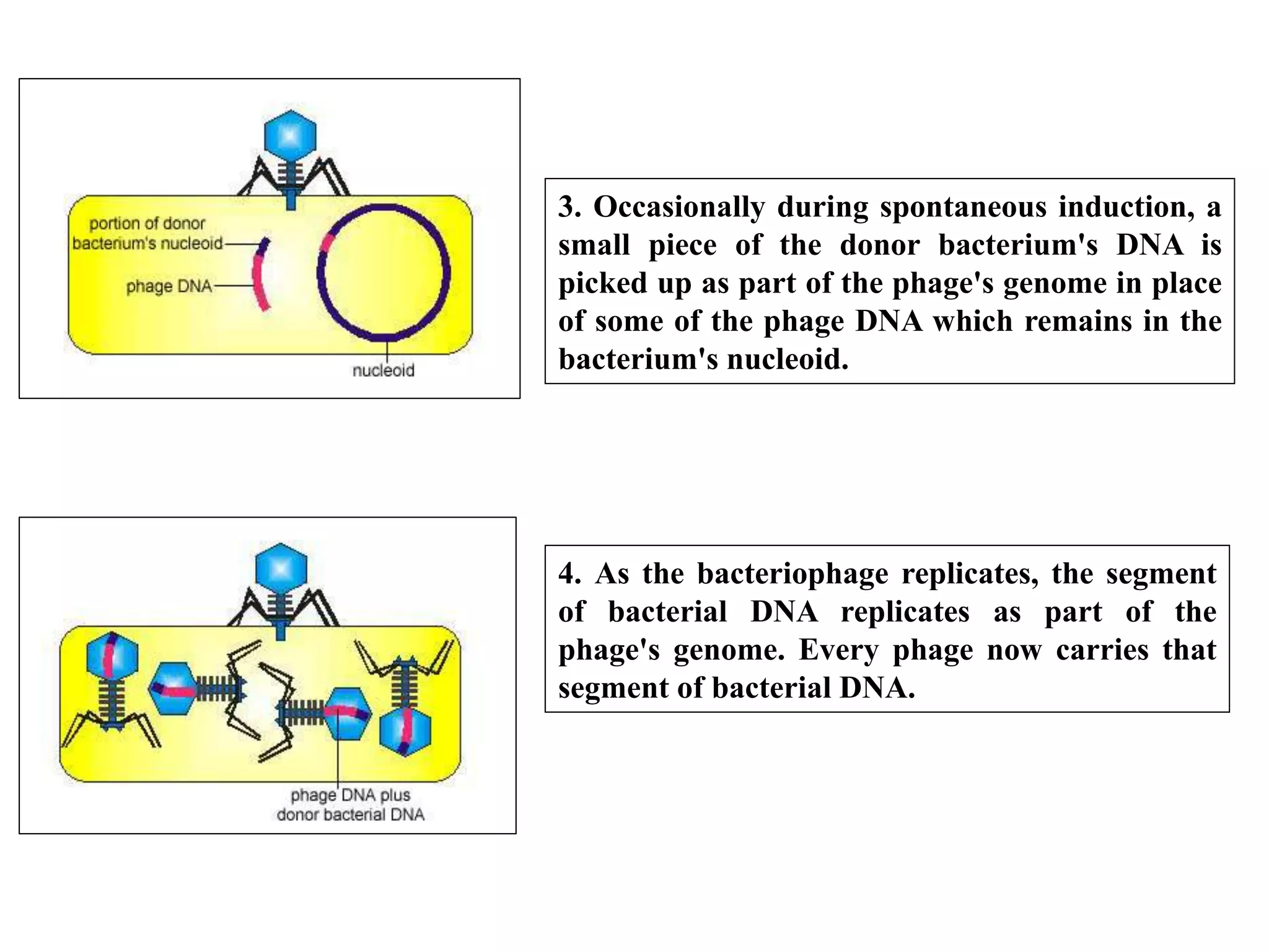 Three Mechanisms Of Genetic Recombination In Prokaryotes – NTNNJ