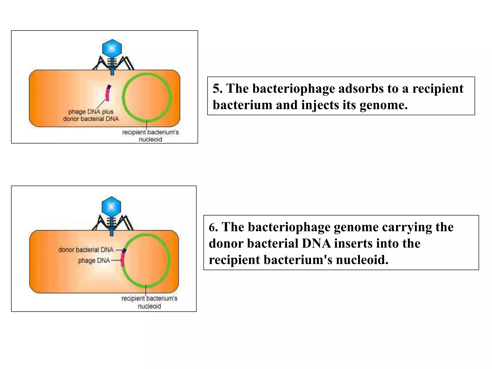 Mechanism of Recombination in Prokaryotes and Eukaryotes FINAL.pptx