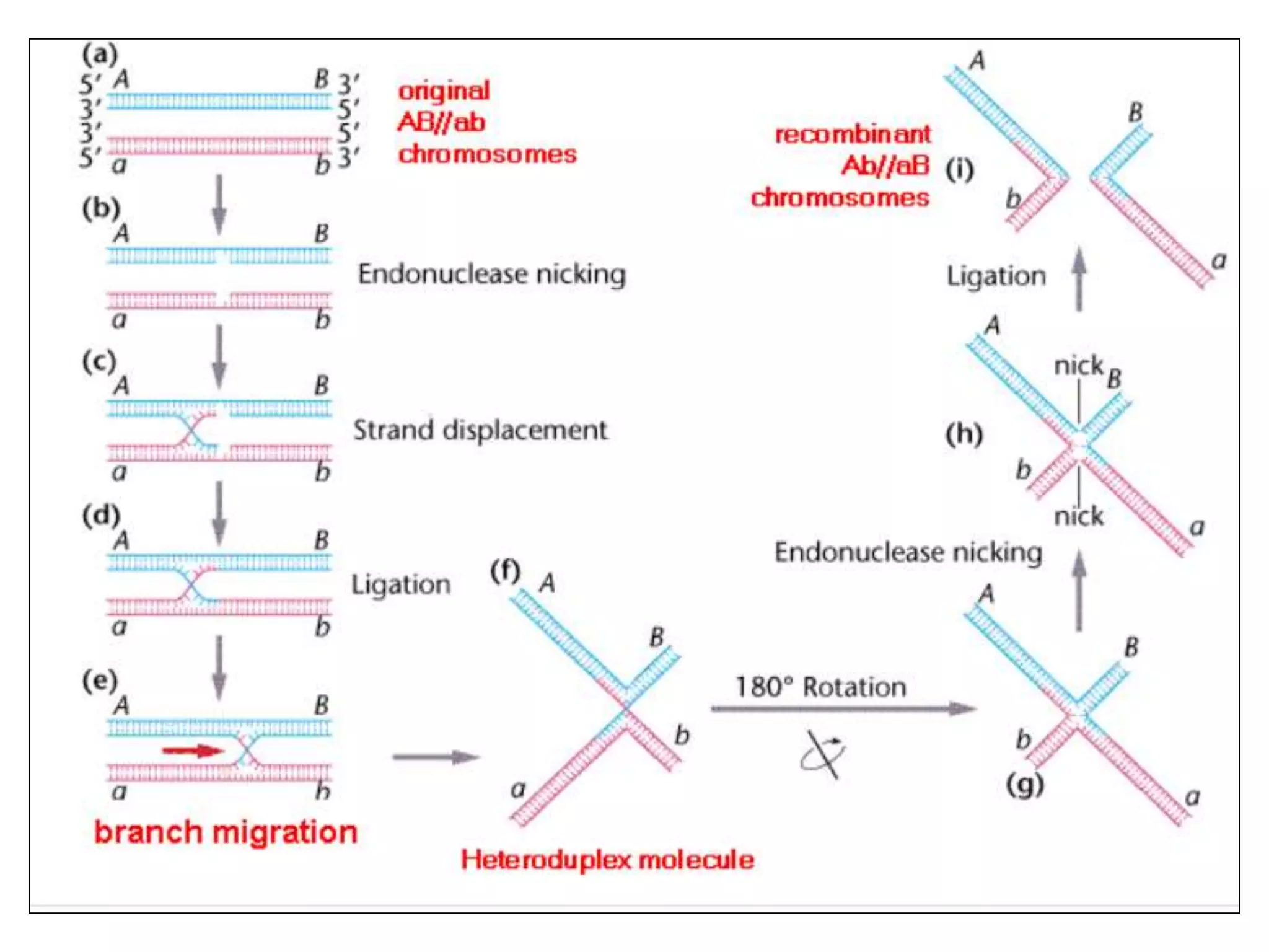 Mechanism of Recombination in Prokaryotes and Eukaryotes FINAL.pptx