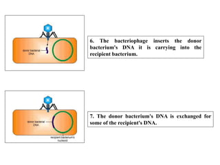 Mechanism of Recombination in Prokaryotes and Eukaryotes FINAL.pptx