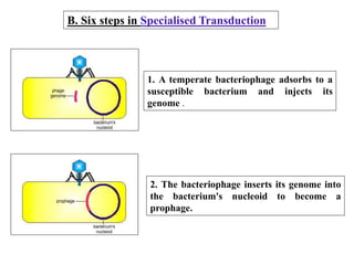 Mechanism of Recombination in Prokaryotes and Eukaryotes FINAL.pptx