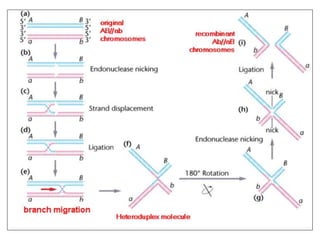 Mechanism of Recombination in Prokaryotes and Eukaryotes FINAL.pptx