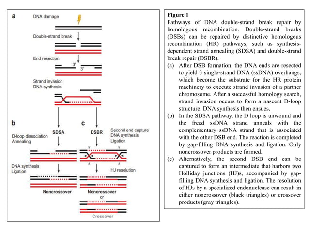 Mechanism of Recombination in Prokaryotes and Eukaryotes FINAL.pptx