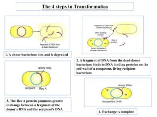 Mechanism of Recombination in Prokaryotes and Eukaryotes FINAL.pptx
