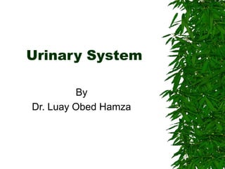 Urinary System
By
Dr. Luay Obed Hamza
 