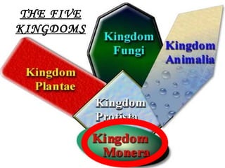 THE FIVE
KINGDOMS




           1
 