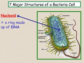 7 Major Structures of a Bacteria Cell

Nucleoid
 a ring made
up of DNA




                                            10
 