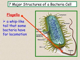 7 Major Structures of a Bacteria Cell

  Flagella
 a whip-like
tail that some
bacteria have
for locomotion




                                           11
 